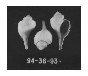 CBMM catalog image