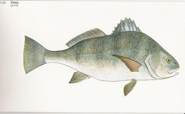 CBMM catalog image