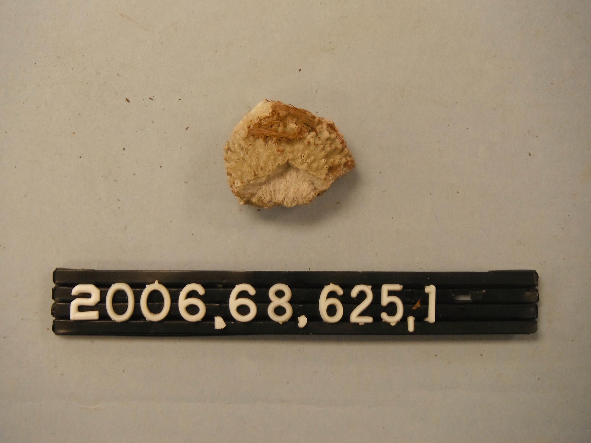CBMM catalog image