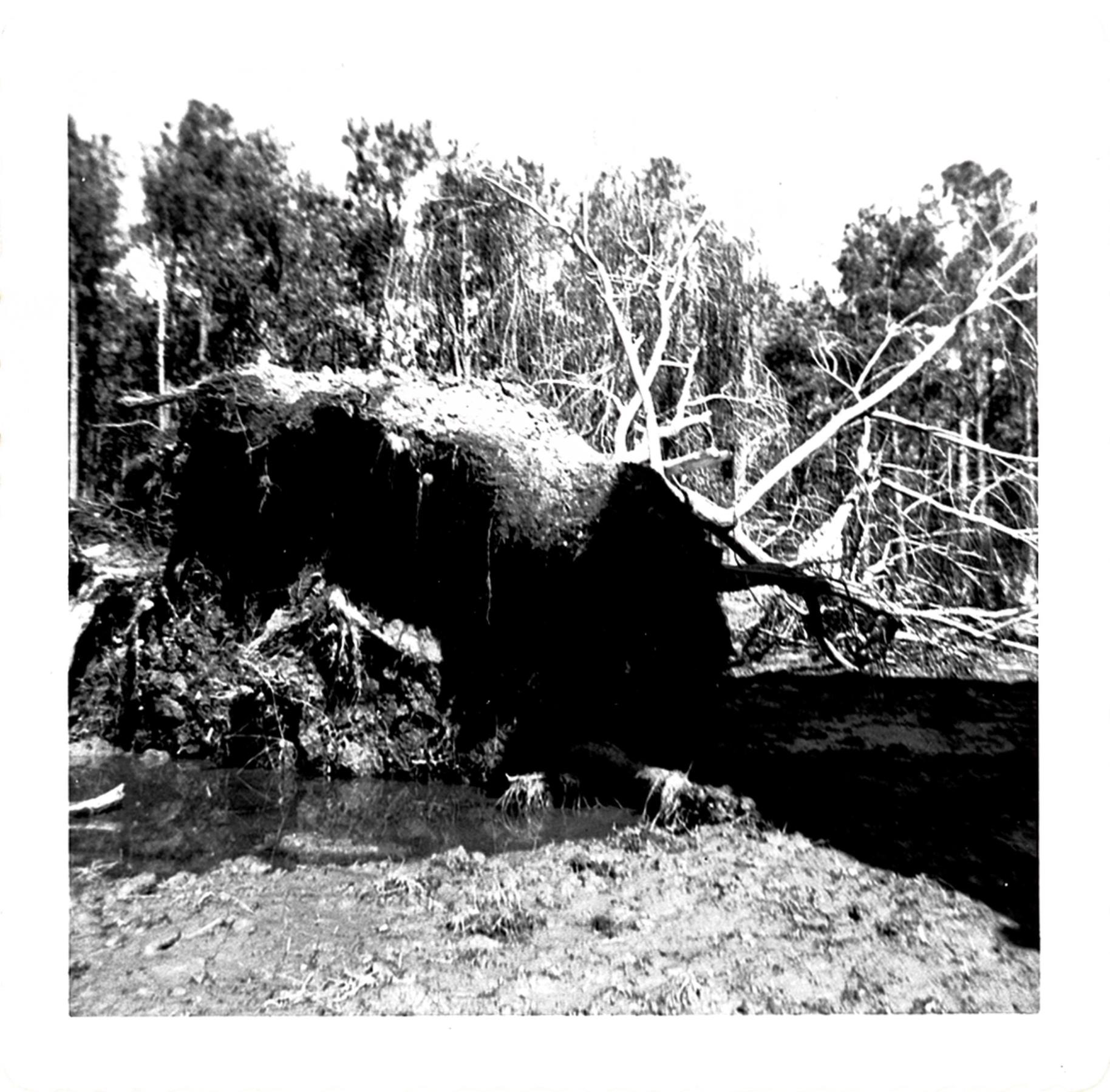 CBMM catalog image