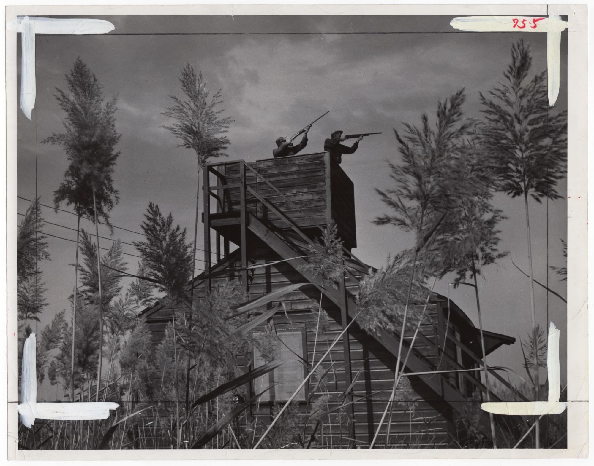 CBMM catalog image