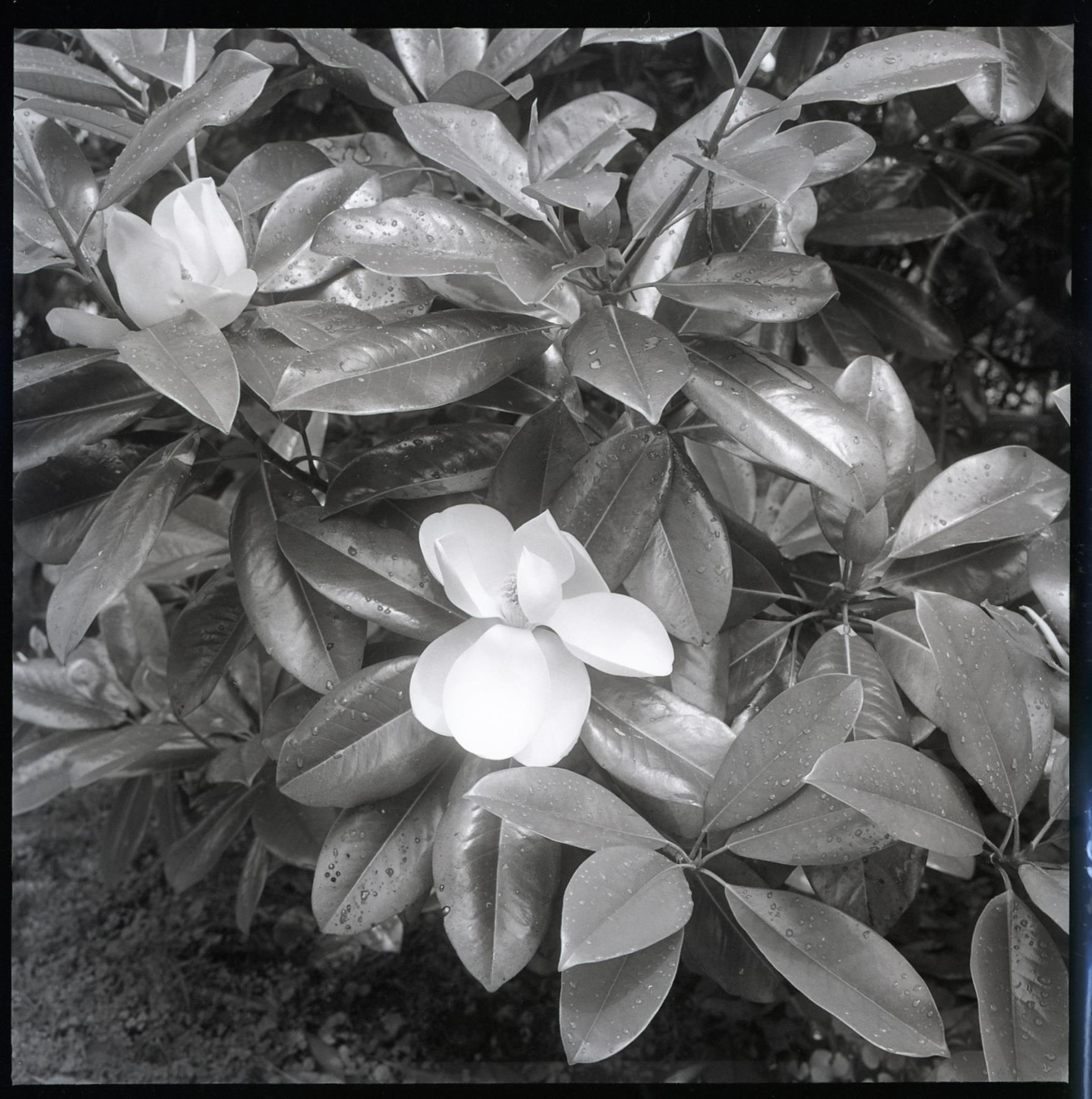 CBMM catalog image