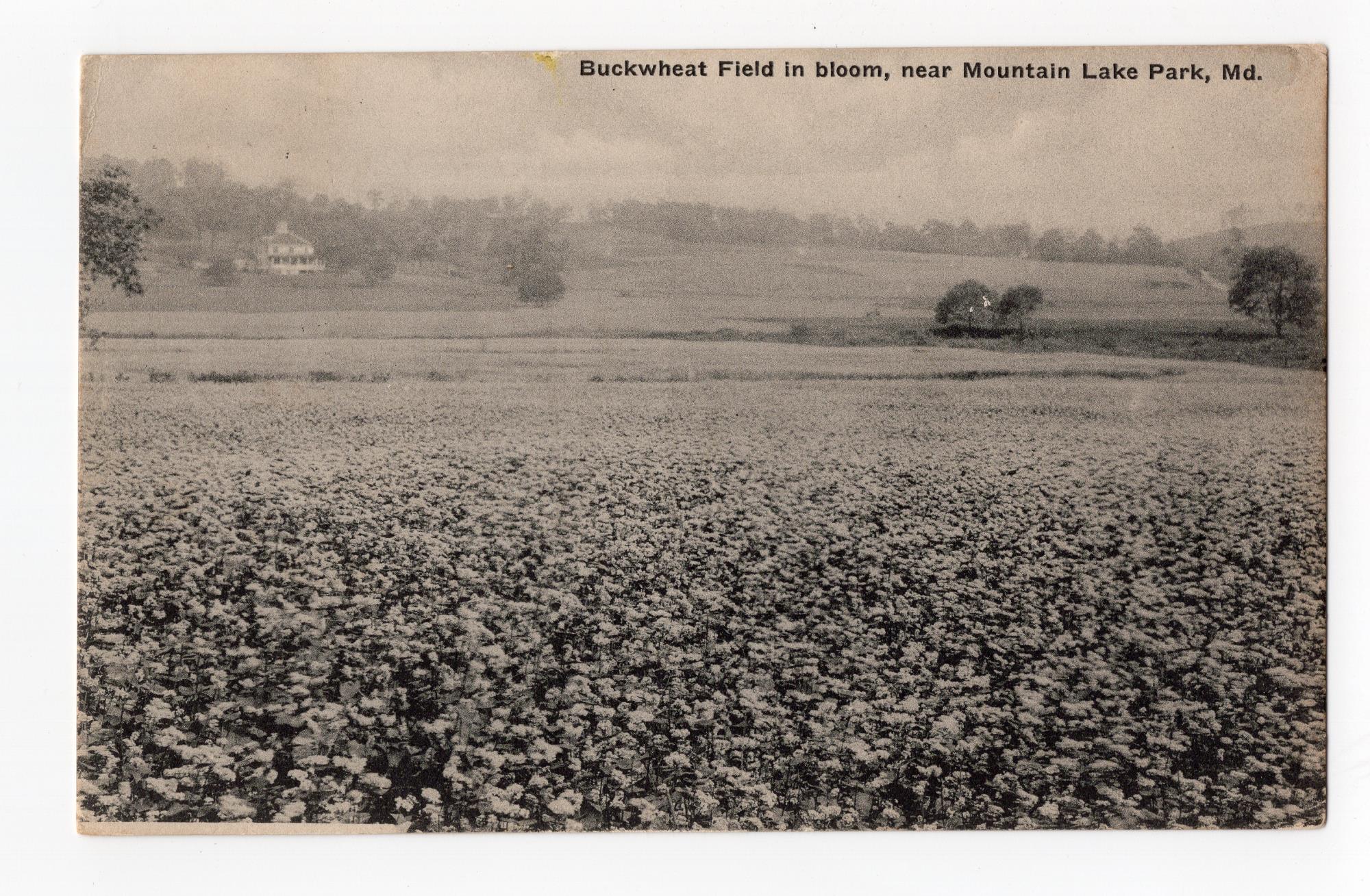 CBMM catalog image